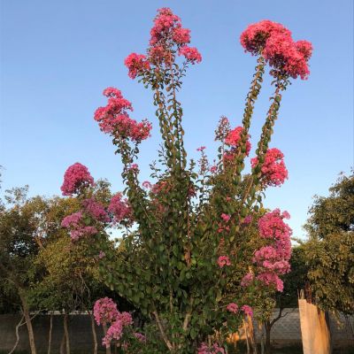 WhatsApp Image 2020 05 04 At 10.35.02 (4)