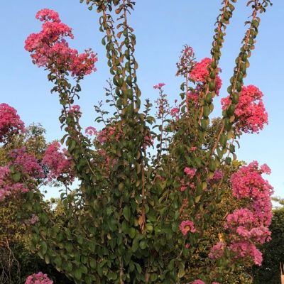 WhatsApp Image 2020 05 04 At 10.35.03