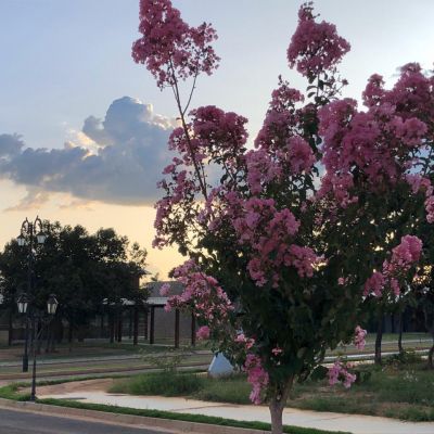 WhatsApp Image 2020 05 04 At 10.35.04 (1)