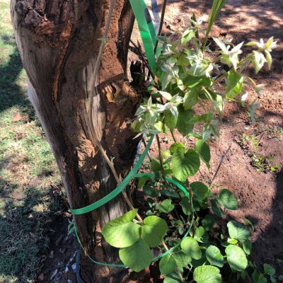 WhatsApp Image 2020 06 17 At 11.14.13 (1)