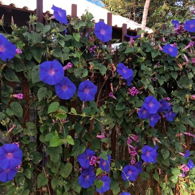 WhatsApp Image 2020 06 17 At 11.14.14