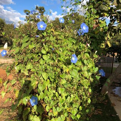 WhatsApp Image 2020 06 17 At 11.15.17